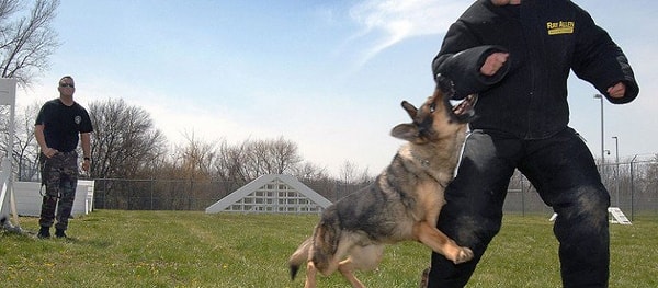 12. Palding, Ohio'da geçerli olan bir yasa, polis memurlarına hırçınlaşan köpeklere ısırarak sakinleştirme hakkı tanıyormuş.