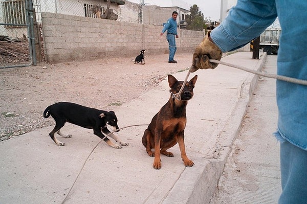 13. Meksika kanunlarına göre ise, ülkeye giriş yaparken yanınızda en fazla 2 köpek bulundurabiliyorsunuz.