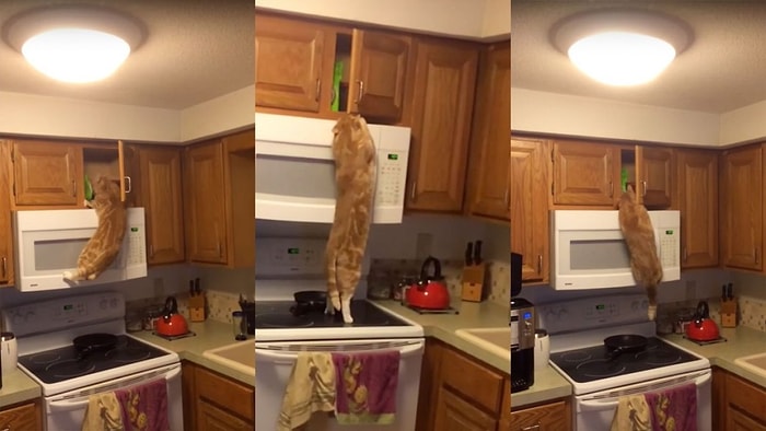 Komandoluk Eğitimi Almış Kedi: Mamaya Ulaşabilmek İçin Hiçbir Engel Onu Durduramaz