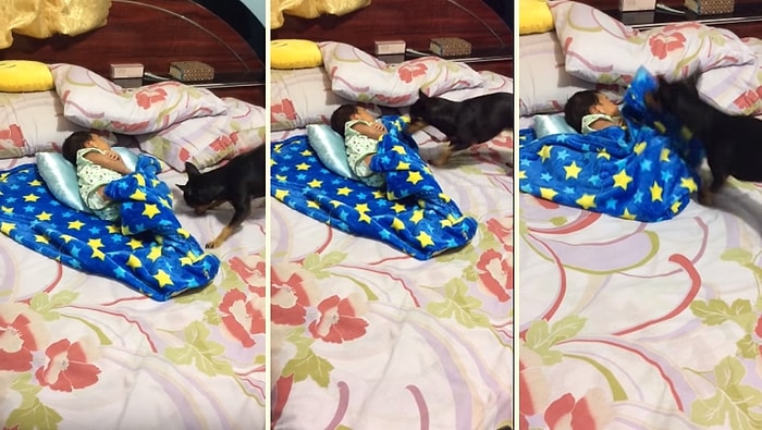 Uyuyan Bebeğin Üzerini Örtmeye Çalışan Sizden Daha Düşünceli Köpek