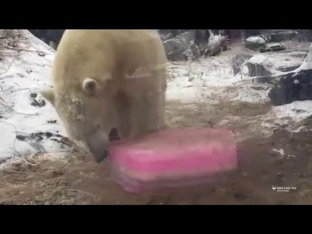 Подарок белому медведю на 14 февраля