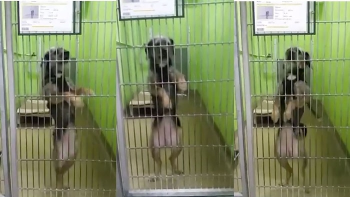 Yeni Evine Kavuşan Barınaktaki Dans Eden Köpeğin Heyecanı