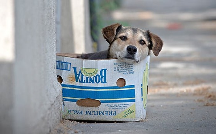 Bilecik'te Köpekleri Kurşuna Dizdiler