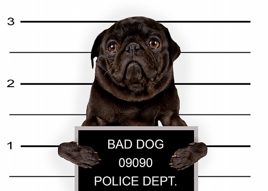 14 необычных законов о домашних животных в разных странах мира