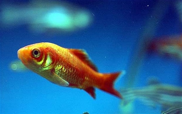 11. В соответствии с законом, принятым в 2005 году в г.Монца, Италия, золотых рыбок запрещено держать в круглых аквариумах.