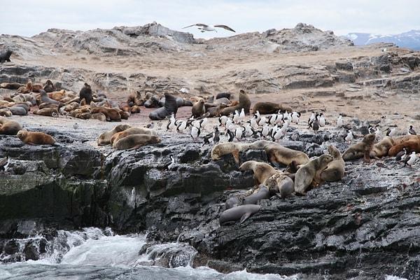 Bu kareyi Arjantin'in Antartika'ya açılan kapısı olarak bilinen Beagle Kanalı'nda yakalamış.