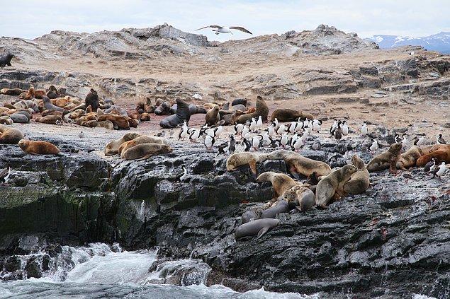 Bu kareyi Arjantin'in Antartika'ya açılan kapısı olarak bilinen Beagle Kanalı'nda yakalamış.