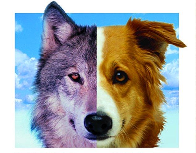 1. Son yapılan genetik çalışmalar kurtların, köpeklerin tek atası olduğunu kanıtlamış durumda. Köpeklerdeki tüm tüy renklerinin kurtlarda da olduğu keşfedildi.