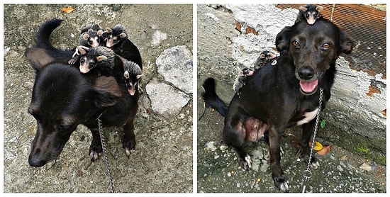 Осиротевшие опоссумы нашли себе новую маму