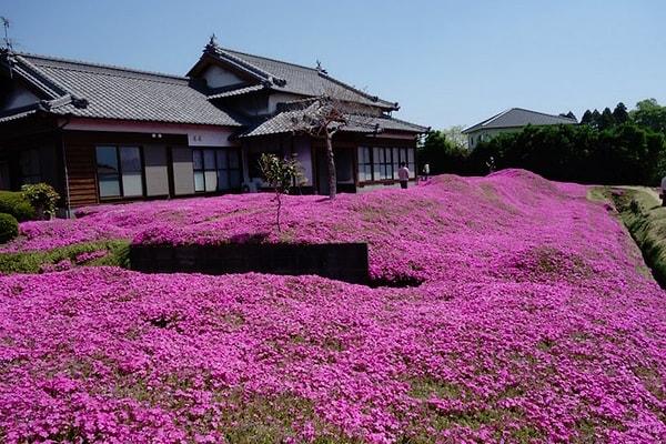 7. Мистер Куроки усердно работал целых два года!