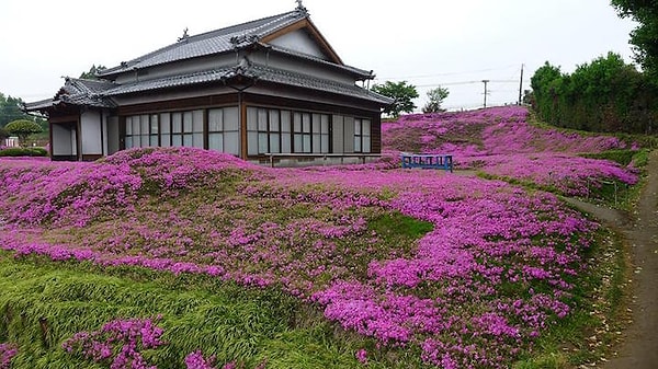 11. А еще, к цветочной поляне ежегодно стали приезжать туристы.
