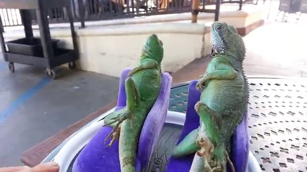 Rahatlığın Böylesi: Padişah Torunu Edasıyla Minik Koltuklarda Uzanan Kertenkeleler