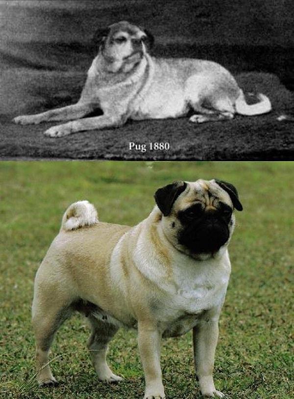 14. Pug cinsi köpeğin 1880'deki ve şimdiki görüntüsü.