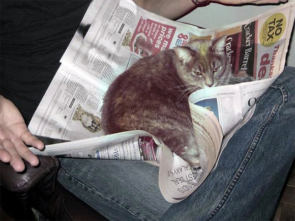 8. Газета нужна, чтобы на ней лежать!