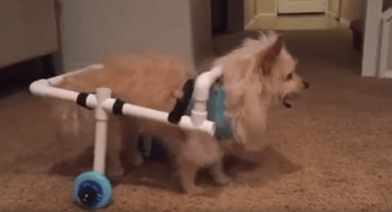 Yılın Erkek Arkadaşı: Sevgilisinin Engelli Köpeğine Tekerlekli Sandalye Yapan Adam