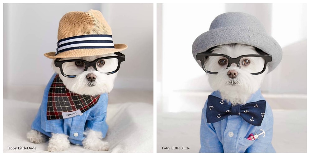 Маленький хипстер Тоби: берем с него пример