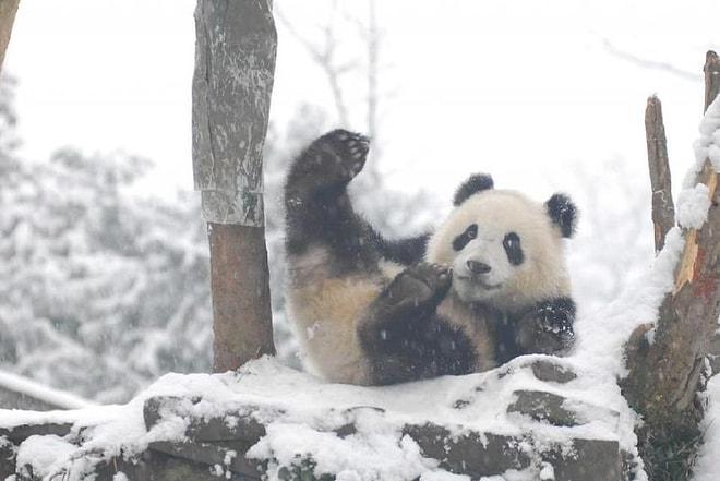 Nesillerinin Tükenmesine Şaşırmamalı: Karın Keyfini Doyasıya Çıkaran Dev Panda