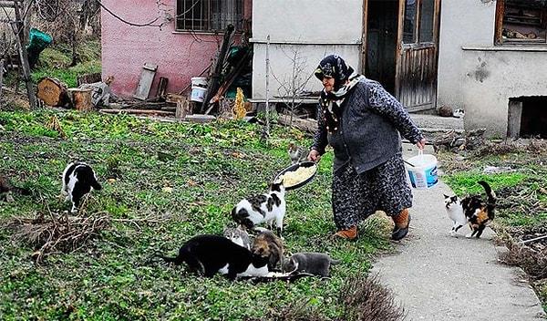 Kastamonu'nun Taşköprü ilçesinin bir köyünde oturan 73 yaşındaki Münevver Akgün, her gün onlarca kediyi besliyor.