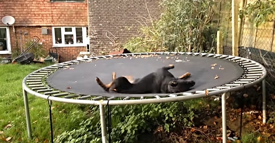 Trambolin Üzerinde Hunharca Eğlenen Dünyanın En Mutlu Köpeği