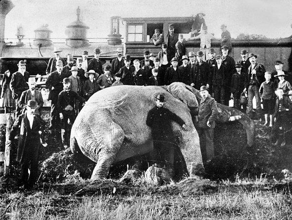 5. Trenin çarpması sonucu ölmüş bir filin etrafında poz veren insanlar, 15 Eylül 1885