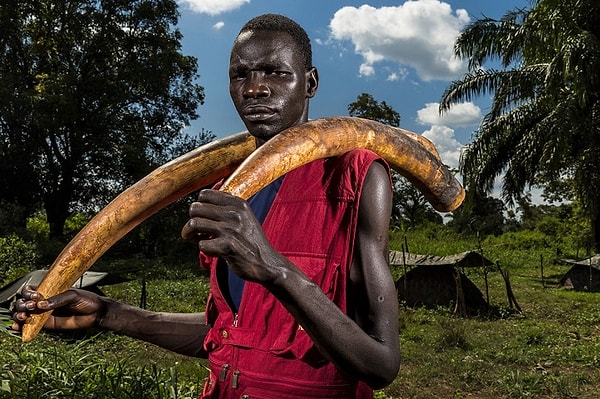 25. Категория «Природа», II место. «Войны слоновой кости». Фотограф Brent Stirton