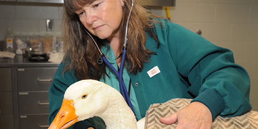 Veteriner Sadece Evcil Hayvanları mı Tedavi Ediyor? Bu Düşüncenizi Yıkacak 26 Fotoğraf