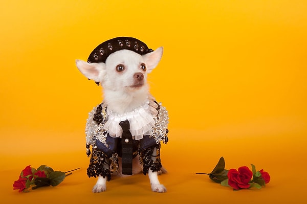 6. Чихуахуа в образе матадора
