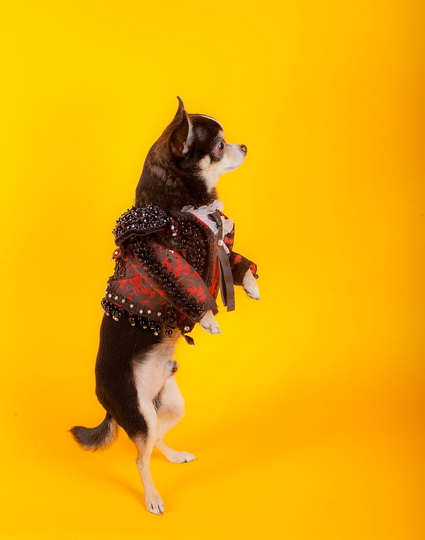 9. Чихуахуа в образе матадора
