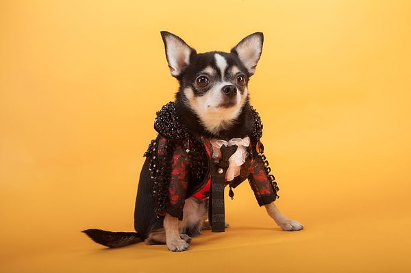 8. Чихуахуа в образе матадора