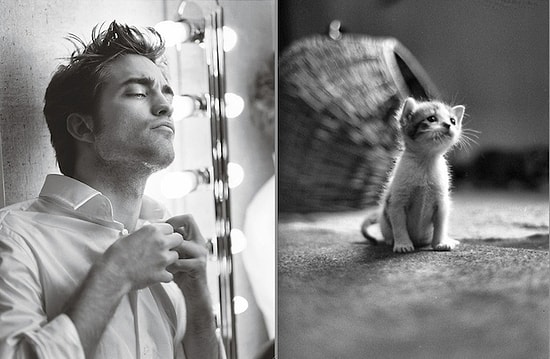 Фото соблазнительных красавцев и копирующие их котейки