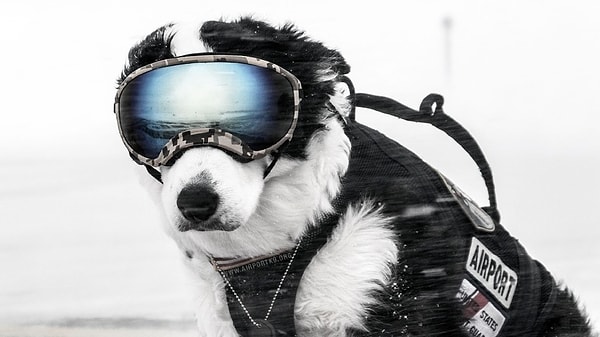 1. Среди его обязанностей есть и такая: Пайпер гоняет птиц и других маленьких животных с посадочных и взлетных полос ✈ 🐶