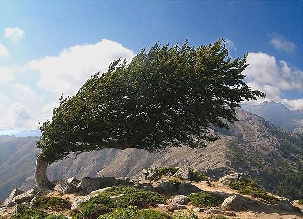 20. Rüzgâra direnen bir ağaç
