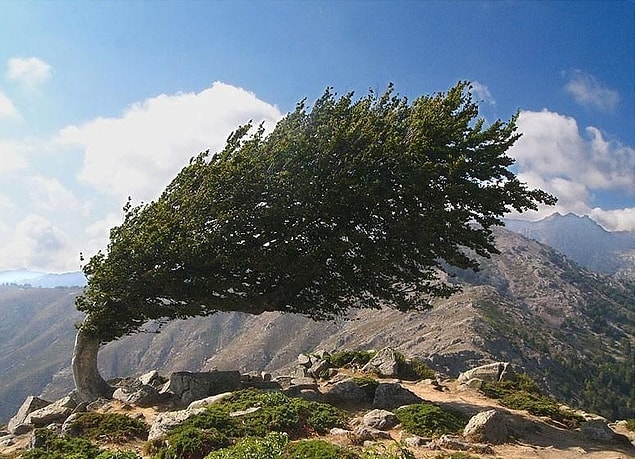 20. Rüzgâra direnen bir ağaç