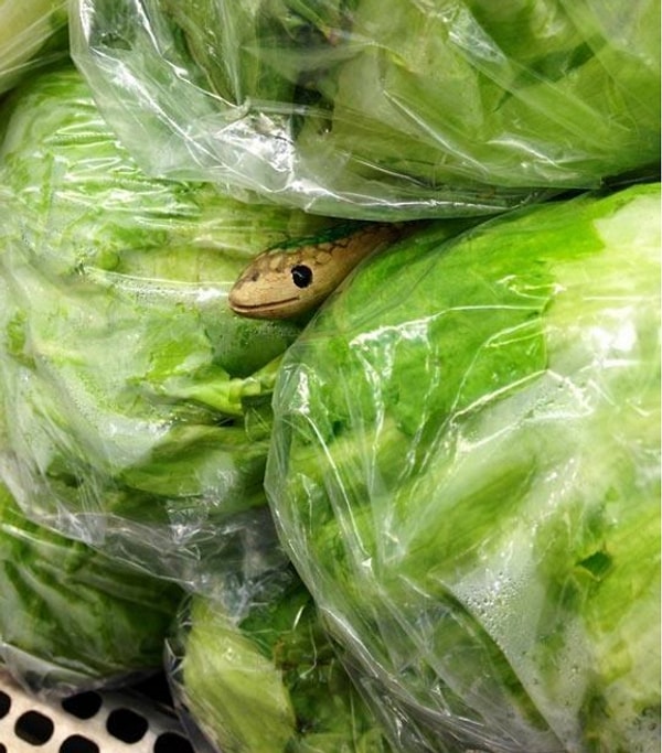 14. Положить в горку с арбузами игрушечную змею.