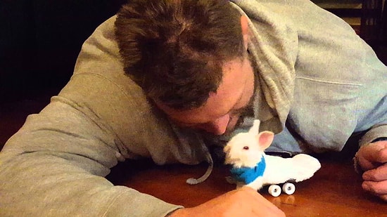 Ayakları Sakat Yavru Tavşana Tekerlerden Minik Ayak Yapan Güzel İnsan