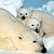 polarbear