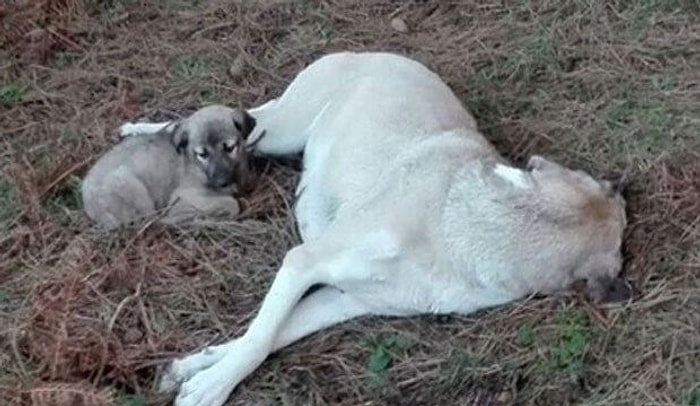 Anne Köpeğe Tecavüz Edip Boynunu Kırmışlar!