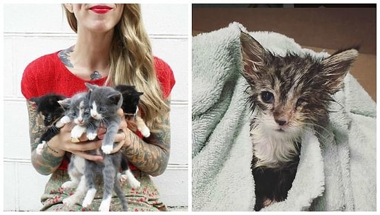 Dünyaya Gözlerini Yeni Açan Kedilerin İnsan Annesi: Hannah Shaw