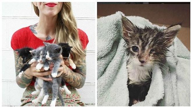 Dünyaya Gözlerini Yeni Açan Kedilerin İnsan Annesi: Hannah Shaw