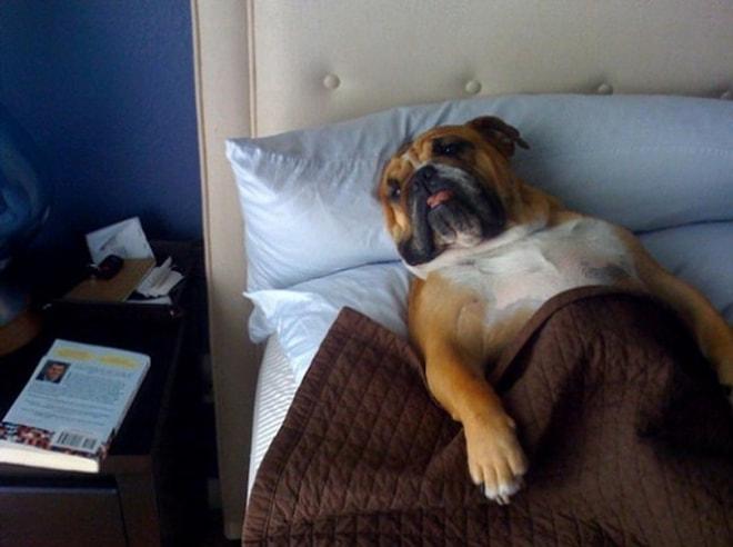 Sahiplerinin Yataklarını Ele Geçiren Sevimli 10 Köpek