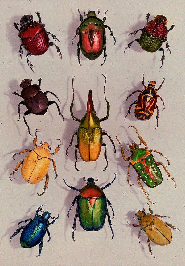 13. Scarabaeidae familyasından bir grup bok böceği. Temmuz, 1929.