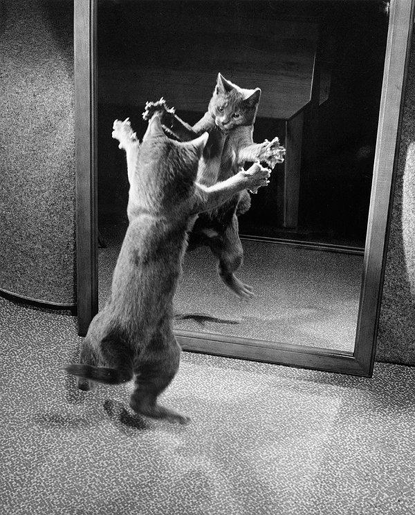 35. Aynadaki yansımasına saldıran kedi. 1964.