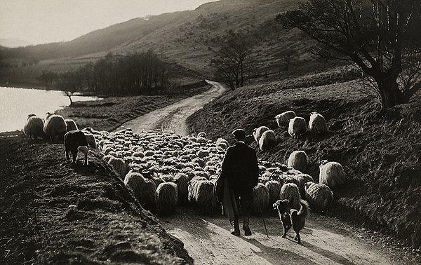 42. İskoç çoban köpeklerinin yardımıyla koyun sürüsünü güden bir çoban. İskoçya, 1919.