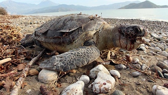 Başına Sert Cisimle Vurulmuş Caretta Caretta Ölüsü Fethiye'de Sahile Vurdu...