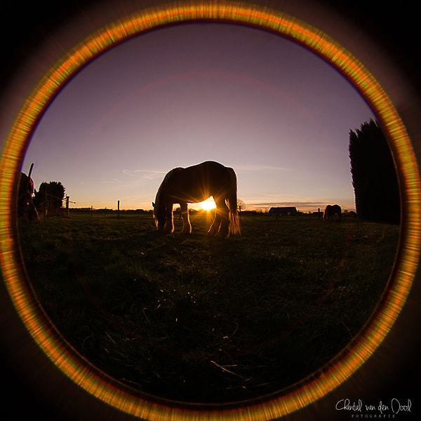 4. Лошадка в лучах заходящего солнца