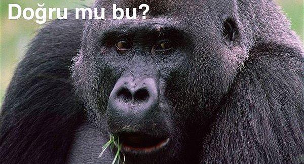 6. Batı Lowland Gorilinin bilimsel adı: Goril Goril Goril’dir…