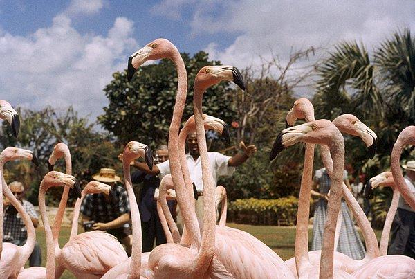 3. Bir hayvan terbiyecisi, eğitilmiş flamingoları fotoğraf çekimi için hazırlıyor. Nassau, Bahama Adaları. Kasım, 1957.