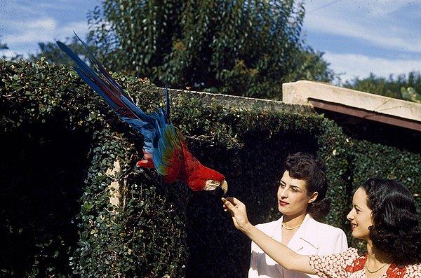 10. Bir şehir bahçesindeki Amerika papağanını besleyen kadınlar. Brezilya. 1944.