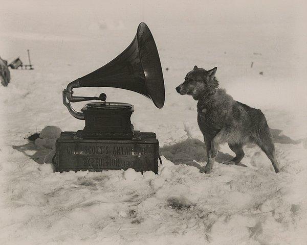 15. Kaptan Robert Scott, Güney Kutbu'na yapılan keşif gezisinde ekibini eğlendirmek amacıyla yanında bir de gramofon götürmüş. Bu durum en çok köpeklerinden Chris'i mutlu etmiş. Eylül, 1911.
