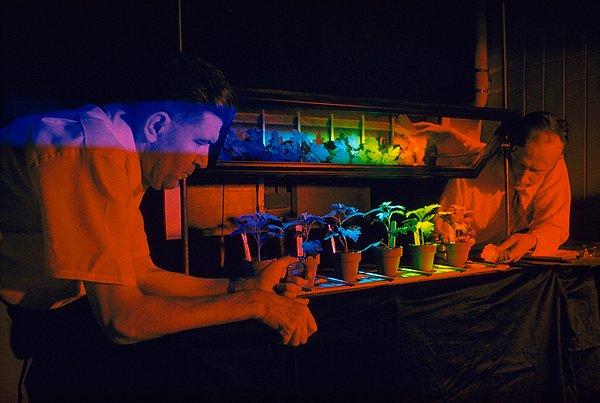 2. Işığın bitkilerin yaşam süresi üzerindeki etkilerini inceleyen bilim insanları. Beltsville, Maryland. Ağustos, 1953.